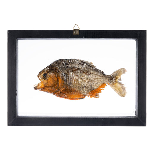 Real Piranha in Black Frame