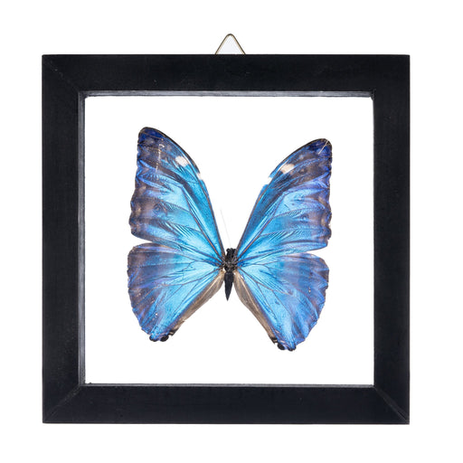 Real Morpho Marcus Butterfly in Black Frame