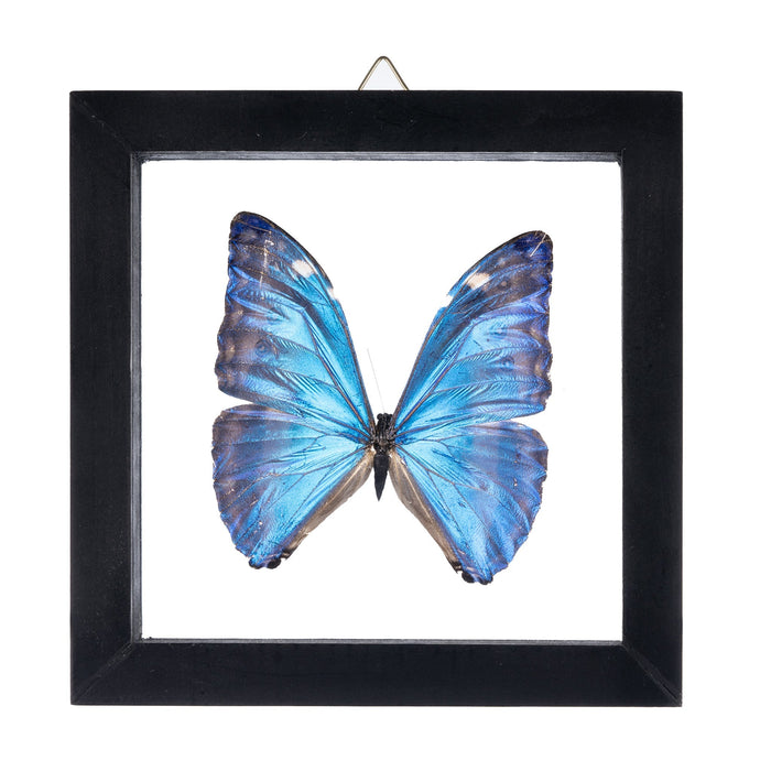 Real Morpho Marcus Butterfly in Black Frame