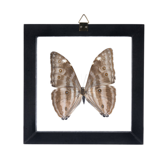 Real Morpho Marcus Butterfly in Black Frame