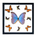 Real Butterflies in Black Frame - Set of 9 with Morpho