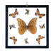 Real Butterflies in Black Frame - Set of 9 with Morpho