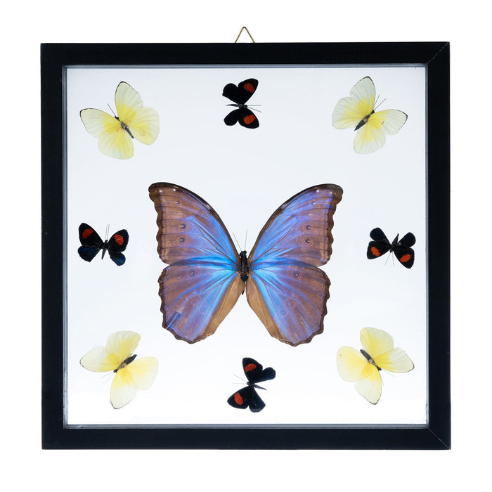 Real Butterflies in Black Frame - Set of 9 with Morpho