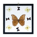 Real Butterflies in Black Frame - Set of 9 with Morpho