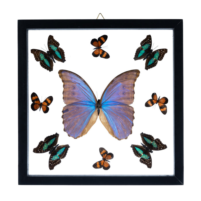 Real Butterflies in Black Frame - Set of 9 with Morpho