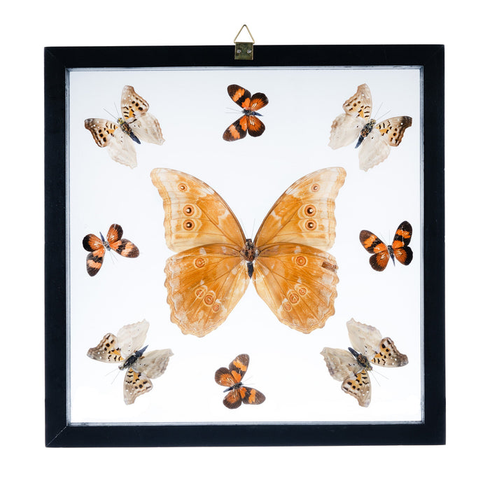 Real Butterflies in Black Frame - Set of 9 with Morpho