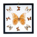 Real Butterflies in Black Frame - Set of 9 with Morpho