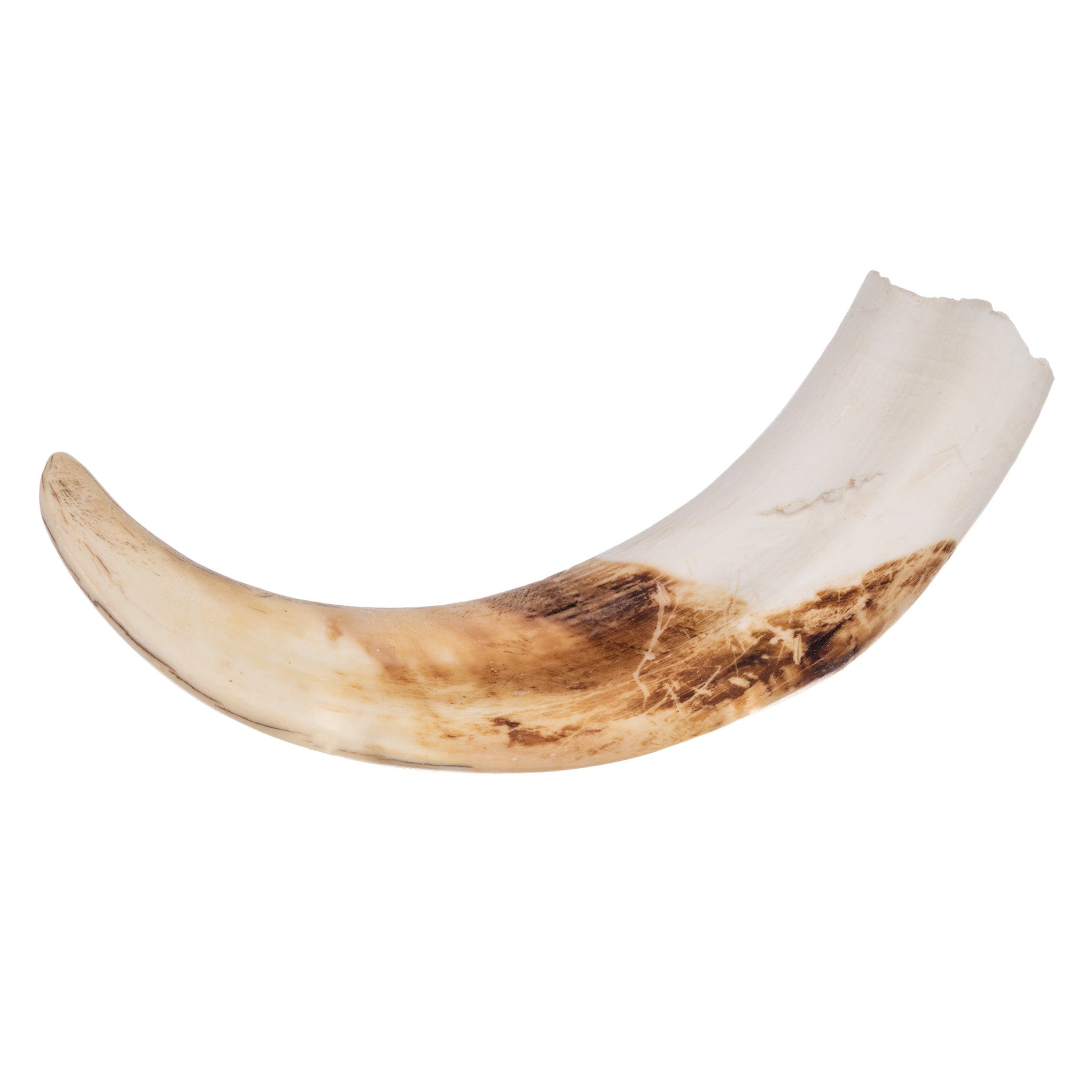 Real Warthog Tusk For Sale — Skulls Unlimited International, Inc.