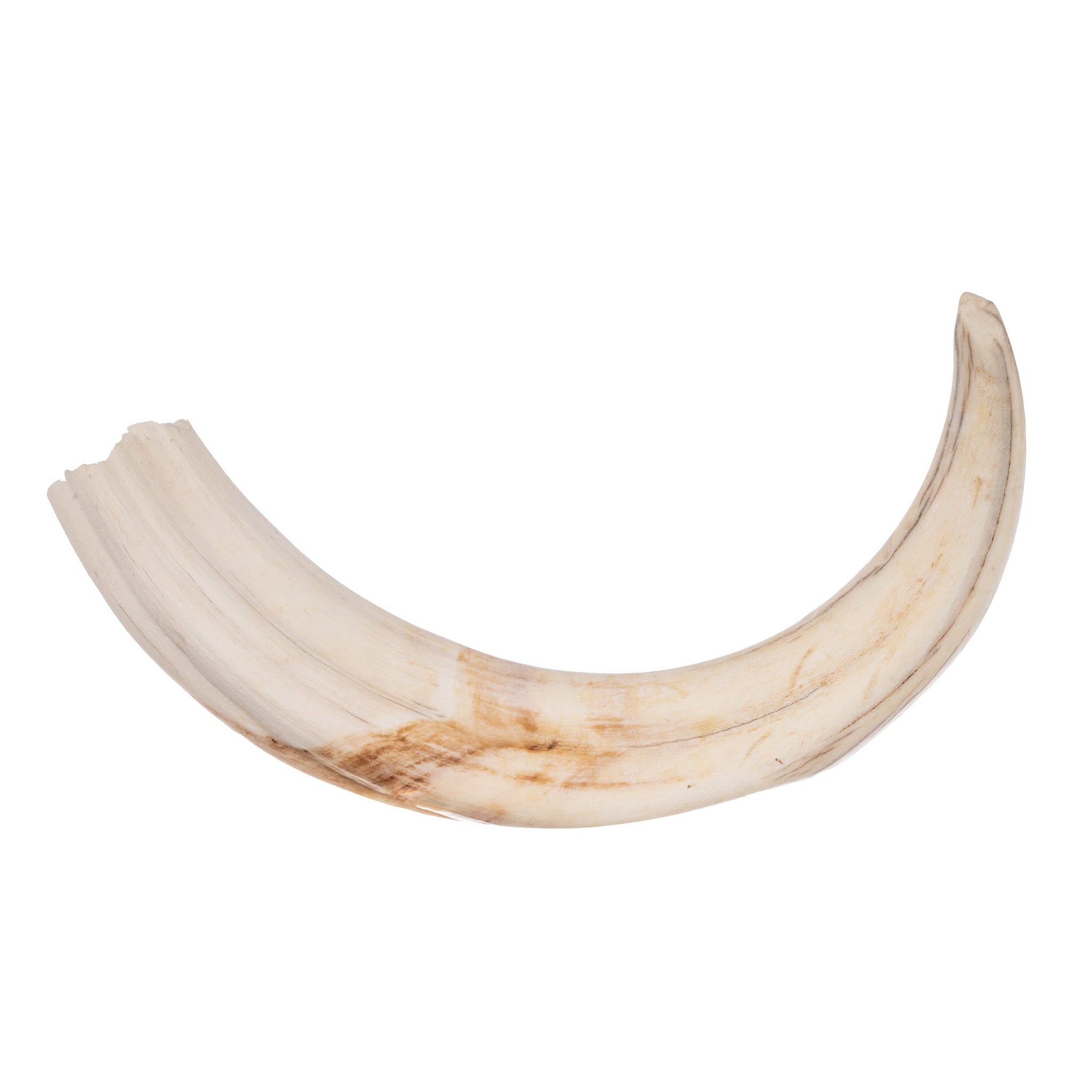 Real Warthog Tusk For Sale — Skulls Unlimited International, Inc.