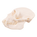 Real Mona Monkey Skull