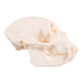 Real Mona Monkey Skull