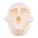 Real Mona Monkey Skull