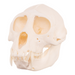 Real Mona Monkey Skull