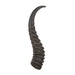 Real Springbok Horn - Single