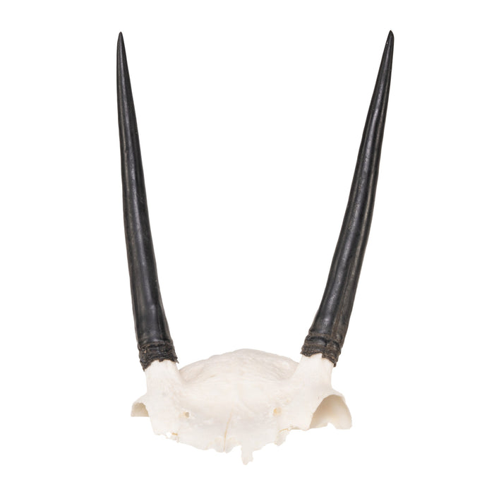 Real Steenbok Skull Plate