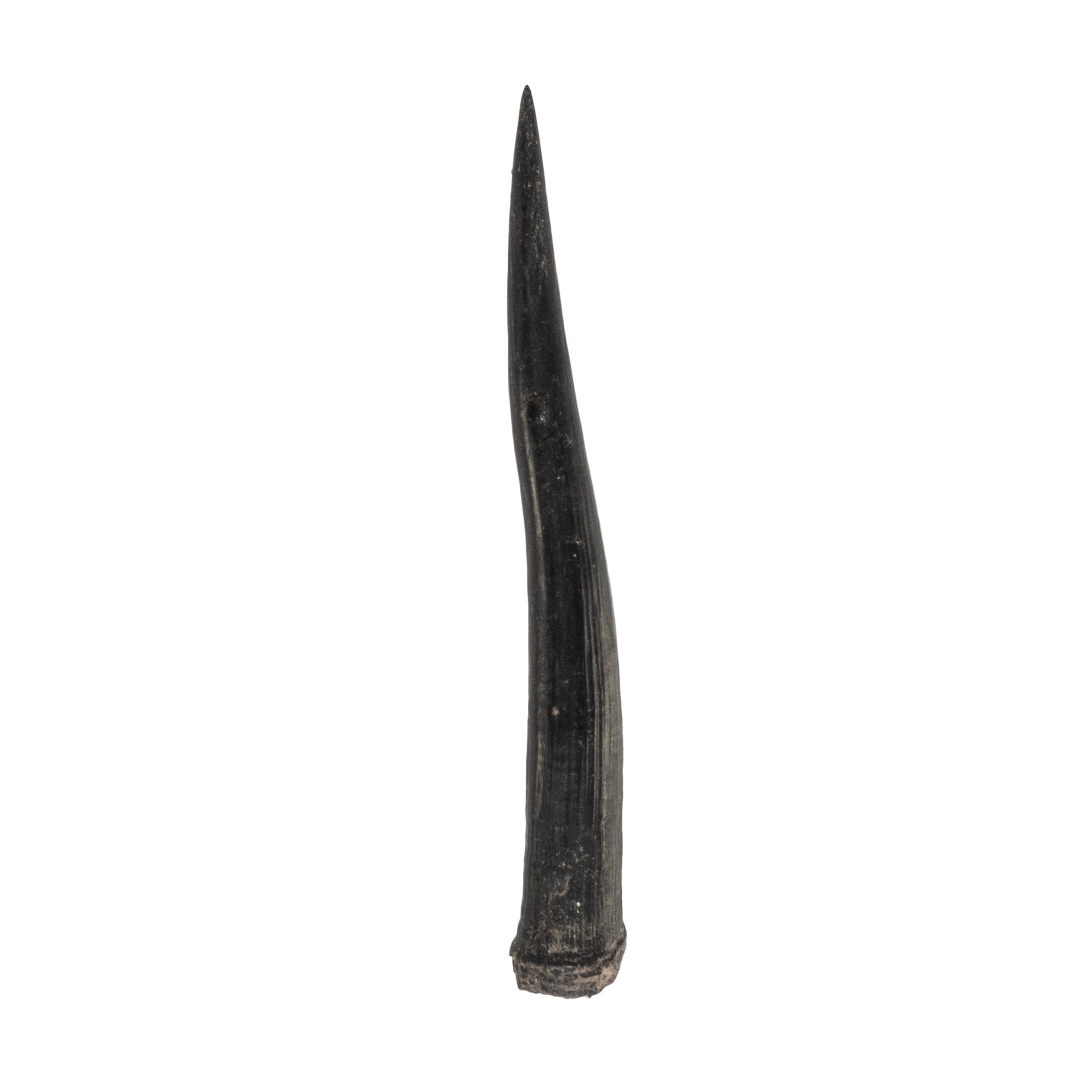 Real Steenbok Horn For Sale — Skulls Unlimited International, Inc.