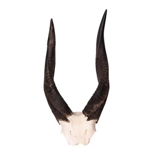 Real Bushbuck Skull Plate