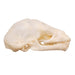 Real Seba's Short-tailed Bat Skull - Juvenile