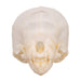 Real Seba's Short-tailed Bat Skull - Juvenile