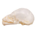 Real Seba's Short-tailed Bat Skull - Juvenile