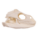 Replica Anegada Rock Iguana Skull