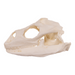 Replica Anegada Rock Iguana Skull