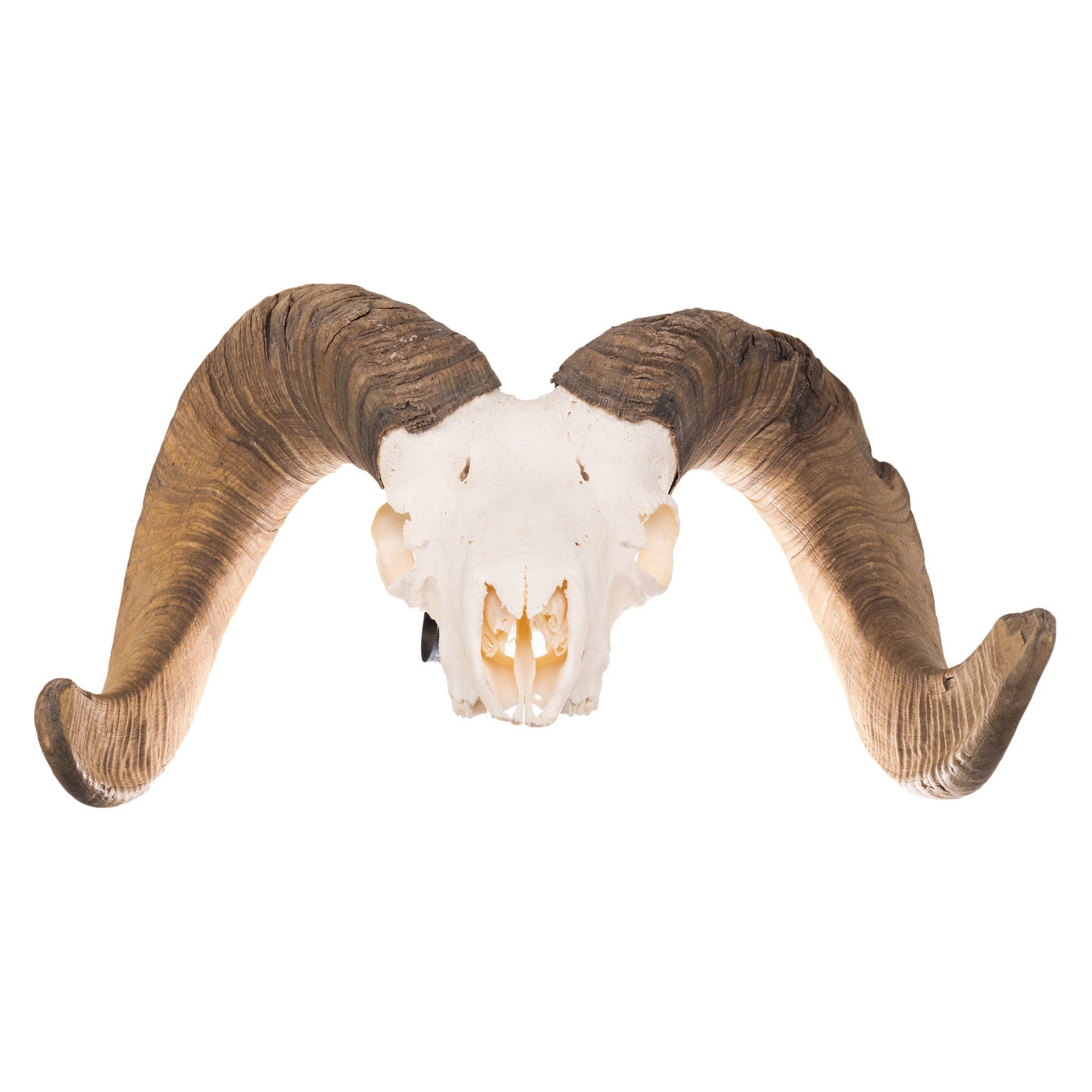 Real Desert Bighorn Sheep Skull — Skulls Unlimited International, Inc.