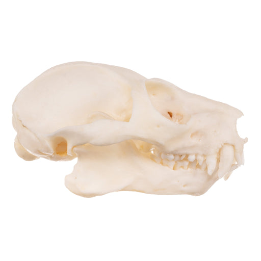 Real Potto Skull