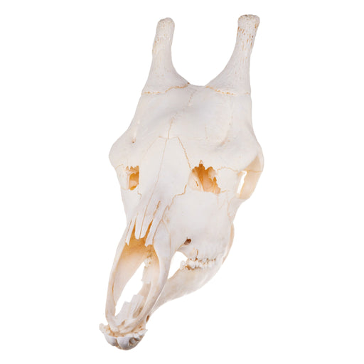 Real Giraffe Skull - Male