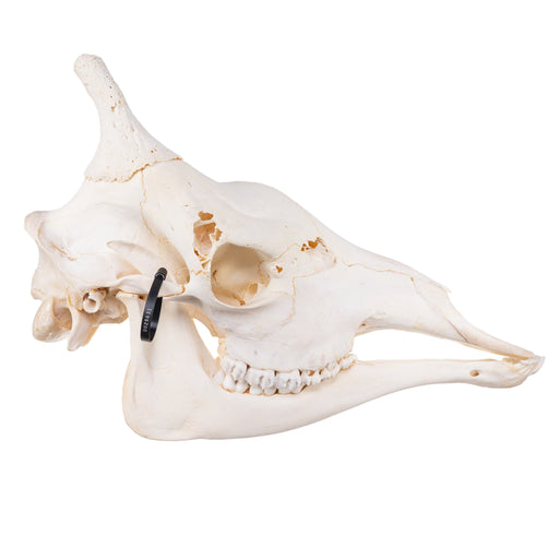 Real Giraffe Skull - Male