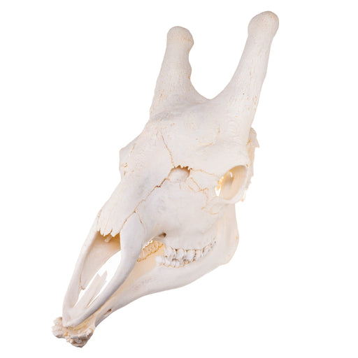 Real Giraffe Skull - Male