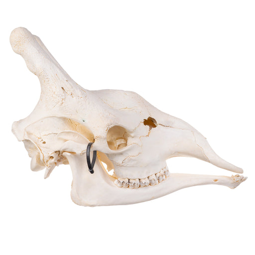 Real Giraffe Skull - Male