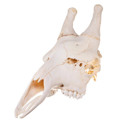 Real Giraffe Skull - Male, No Mandible