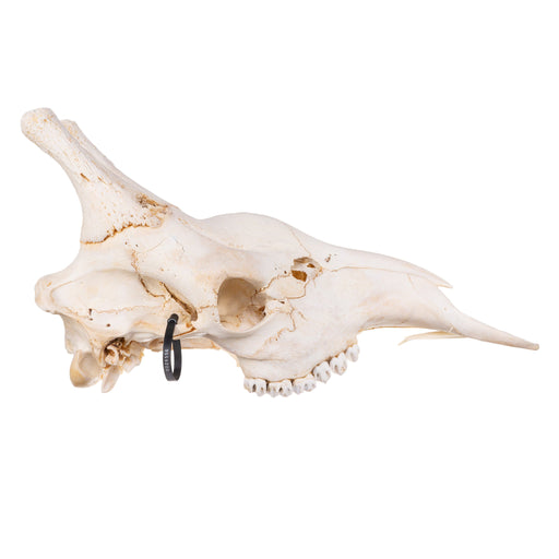 Real Giraffe Skull - Male, No Mandible