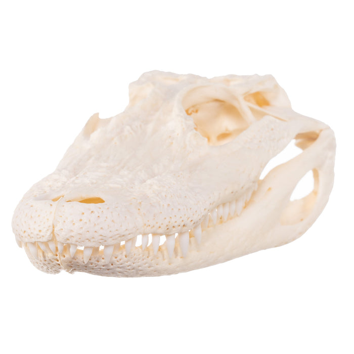 Real Alligator Skull (6 to 9 in.)