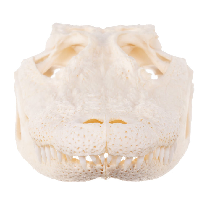 Real Alligator Skull (6 to 9 in.)