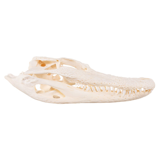 Real Alligator Skull (6 to 9 in.)