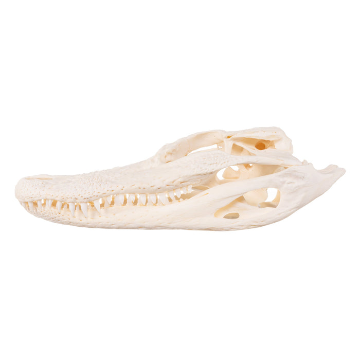 Real Alligator Skull (6 to 9 in.)