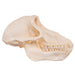 Real Chacma Baboon Skull - Female