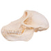 Real Chacma Baboon Skull - Female