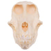 Real Chacma Baboon Skull - Female