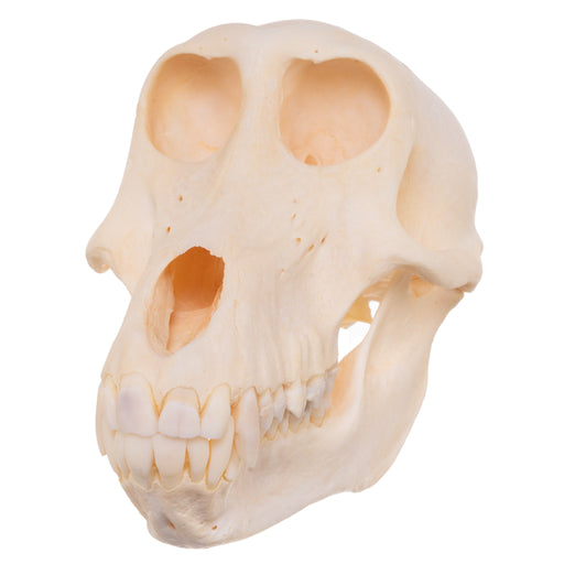 Real Chacma Baboon Skull - Female