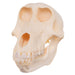 Real Chacma Baboon Skull - Female