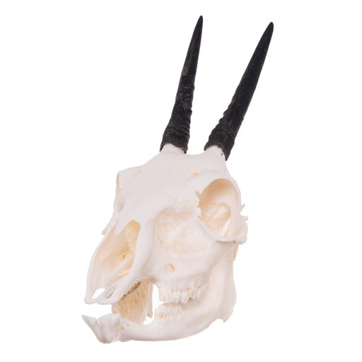 Real Common Duiker Skull