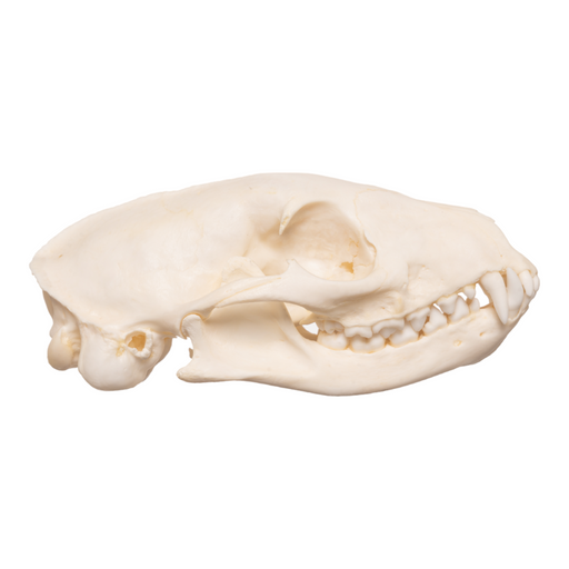 Real White-tailed Mongoose Skull