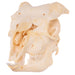 Real Domestic Goat Skull - Adolescent