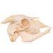 Real Domestic Goat Skull - Adolescent