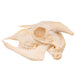 Real Domestic Goat Skull - Adolescent