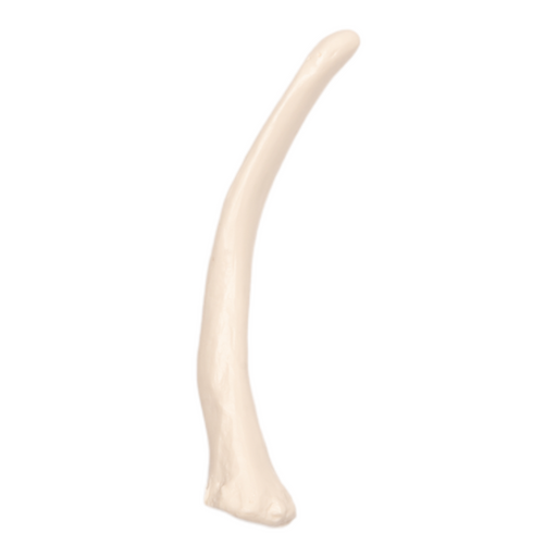 Replica Human Rib - Single