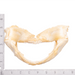 Real Tawny Nurse Shark Jaw (7")